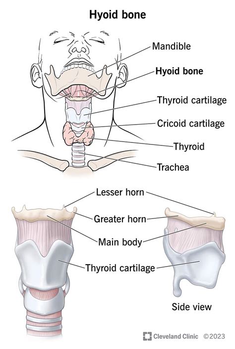 Hyoid Bone: Function, Location & Anatomy