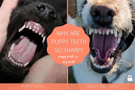 Why Are Puppy Teeth So Sharp? - Puppy Teeth vs. Adult Dog Teeth