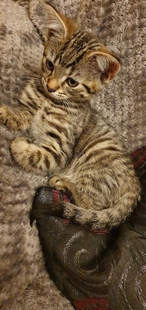 Mixed Bengal & chocolate brown kittens!! (2left) | in Wood Green ...