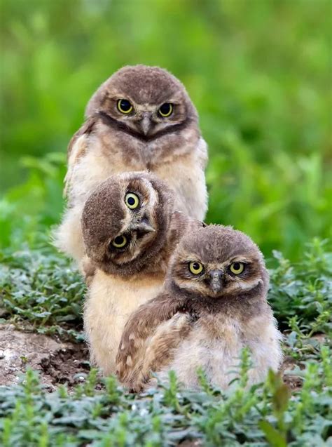 What a hoot! Baby owls clown around for the camera in adorable family ...