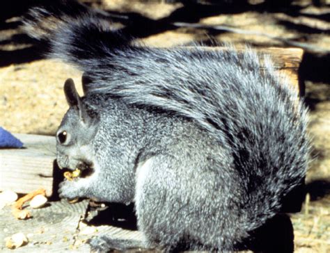 The Everyday Animal: Invasion of the Grey Squirrel