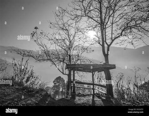 morning sun peeking from tree branches Stock Photo - Alamy