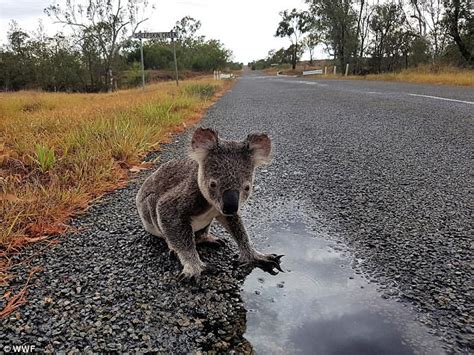 Koalas population close to extinction in Australia | Daily Mail Online