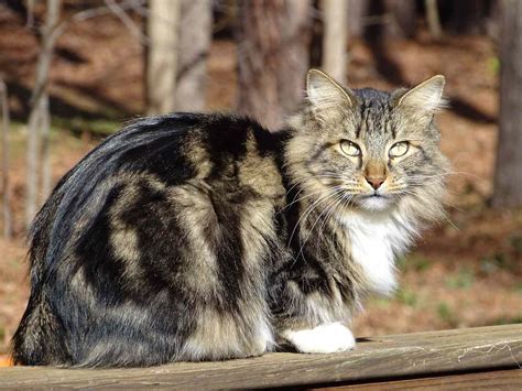 17 Long-Haired Cat Breeds to Swoon Over | Daily Paws