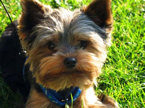 Essential Steps In A Perfect Yorkie Puppies Care - puppieslove.net