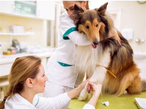 Myiasis (Maggots) in Dogs: Causes, Symptoms, and Treatment - My Animals