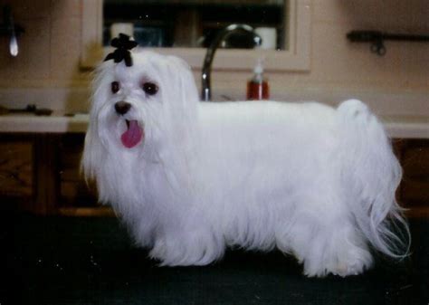 maltese grooming styles Grooming Style, Maltese, Dog Stuff, Fur Babies ...