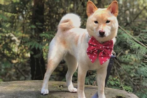 Cream Shiba Inu: The Rarest Shiba Color You'll Adore