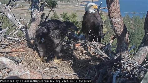 Do... - Friends of Big Bear Valley and Big Bear Eagle Nest Cam