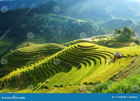 Terraced Rice Field in Harvest Season in Mu Cang Chai, Vietnam. Mam Xoi ...