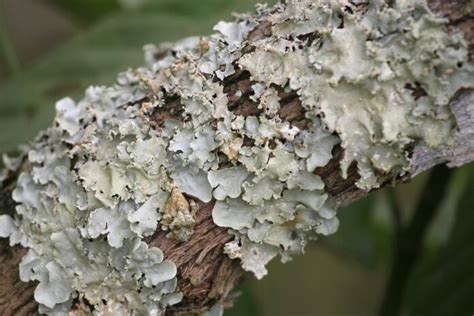 Lichens | Interesting Thing of the Day