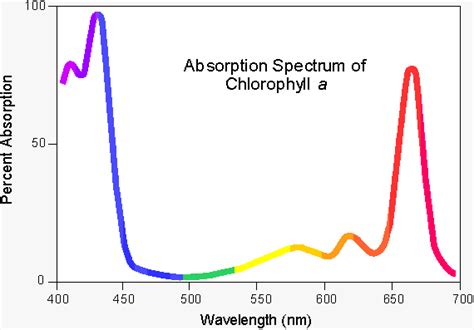 Structure and Reactions of Chlorophyll