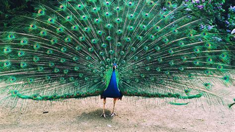 Si un pavo real pierde las plumas de la cola, ¿vuelven a crecer?