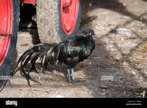 Black sumatra chicken on the farm Stock Photo - Alamy