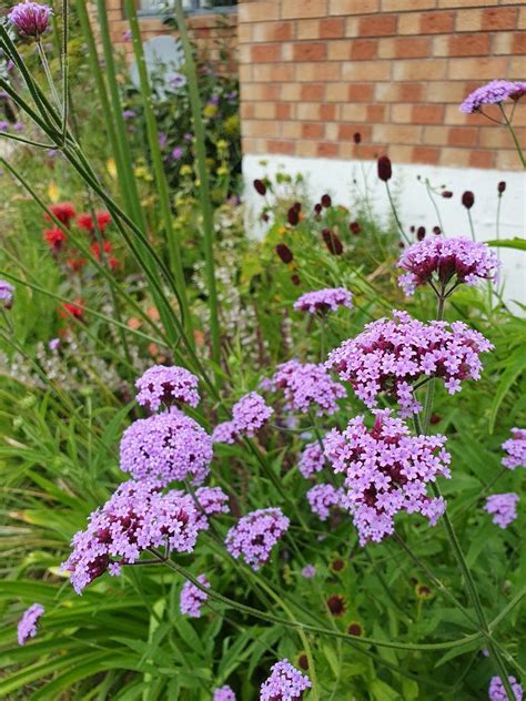 Verbena bonariensis 'Buenos Aires' - 9cm pot