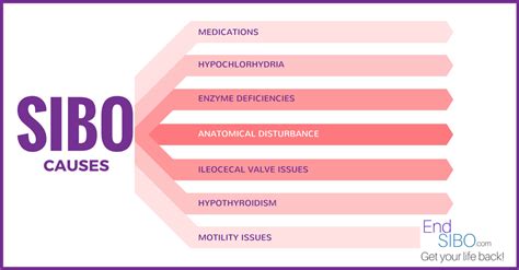 What Causes SIBO? – End SIBO