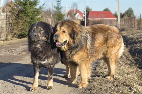 Tibetan Mastiff Bite Force