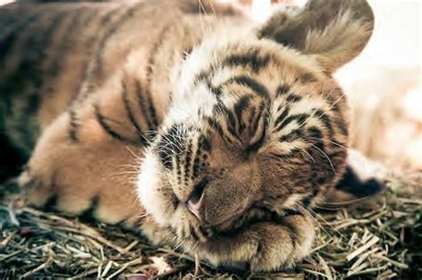 sleeping baby tiger | Cats | Pinterest