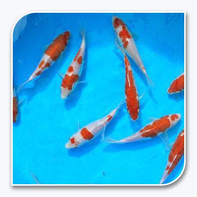 Koi | Kohaku Koi – The iFISH Store