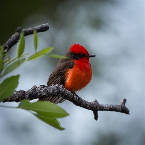 Migratory Birds of Big Bend National Park, Texas | World Migratory Bird Day