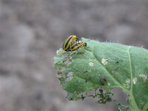 Striped Cucumber Beetle