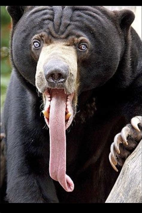 a black bear with its tongue hanging out