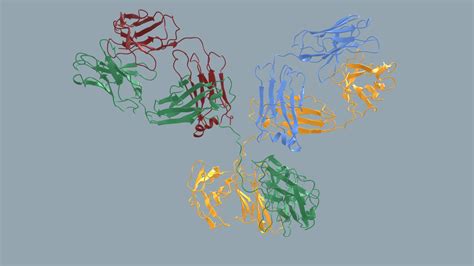 Antibody Molecular Structure - Download Free 3D model by S.Duce (@sduce ...