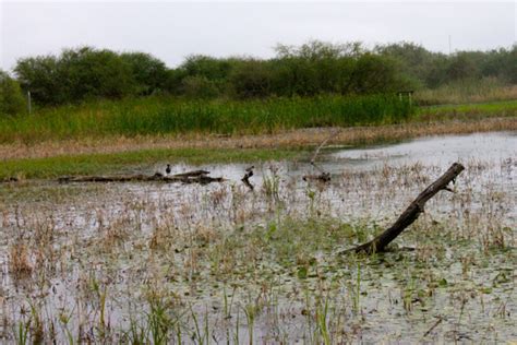 Estero Llano Grande State Park & the World Birding Center – La Feria News