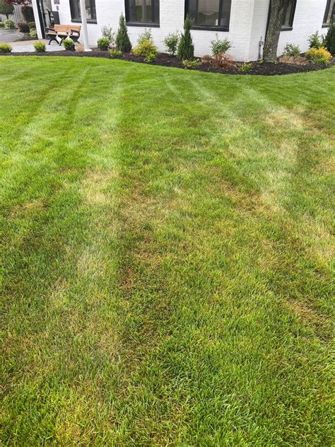 Take-All Root Rot Vs Brown Patch Lawn Disease – What's The Difference? - Lawn Phix