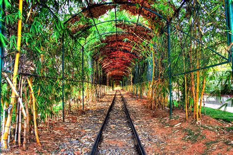 Bamboo tree tunnel. - Plant & Nature Photos - Aminus3 of Shuva