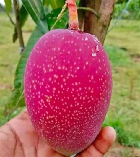 Buy Miyazaki Mango Tree Hybrid Grafted Japanese Sweet Red Miyazaki ...