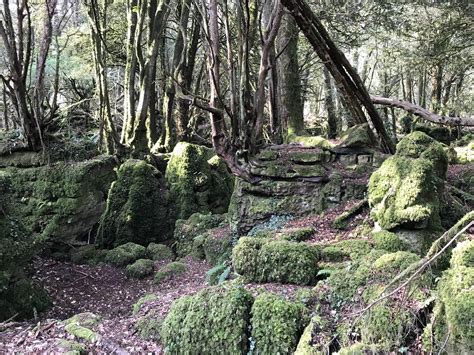 Puzzlewood Forest of Dean Gloucestershire - Travel Inspires