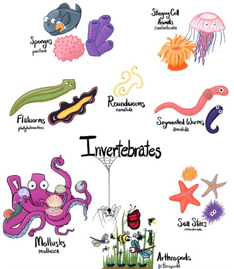 Examples Of Invertebrates