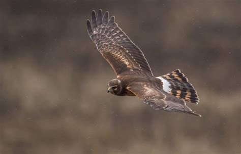 Northern Harrier - A-Z Animals