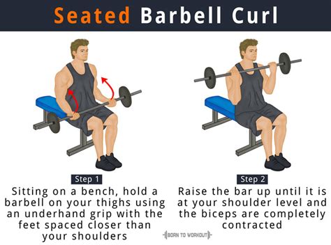 Seated Barbell Curl: What is it, How to do, Muscles Worked