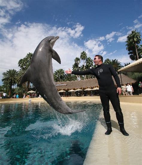 Dolphin Trainer for a Day - The Mirage in Las Vegas