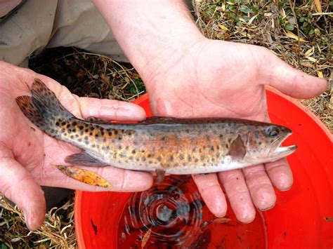 Lahontan Cutthroat Trout – Oregon Conservation Strategy