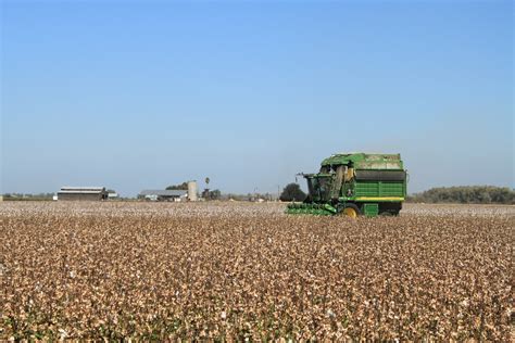 Harvesting cotton Oct 2012 #1 | Maven's Photoblog