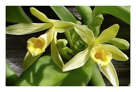 Vanilla planifolia live plant, the most commercially important Orchid ...