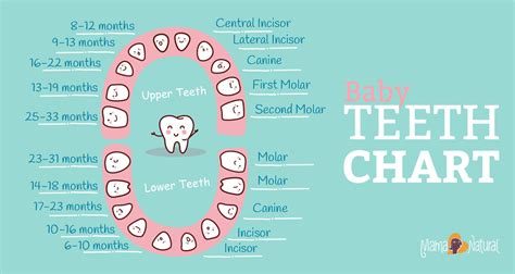 Baby Teething Chart: What Order Do They Come In? - Mama Natural