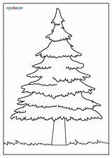 Free Printable Pine Tree Coloring Pages For Kids sketch template