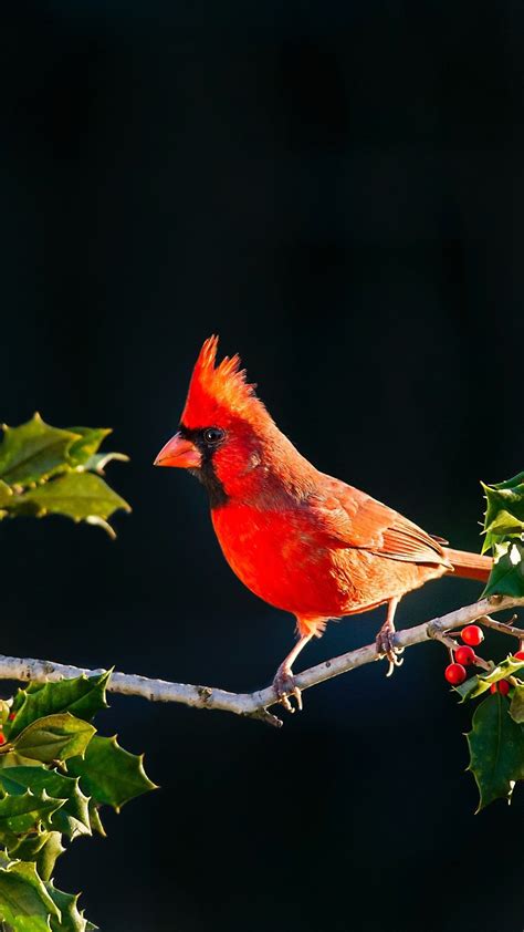 Cardinal Bird Wallpapers - 4k, HD Cardinal Bird Backgrounds on WallpaperBat