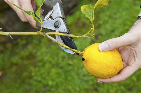 How to Prune a Lemon Tree? Check These 5 Easy Steps!