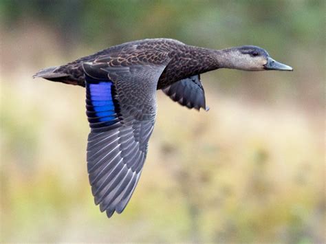 American Black Duck – Profile | Traits | Facts | Habitat | Breeding - BirdBaron