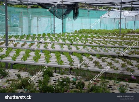 Hydroponic Nutrient Film Technique Nft System Stock Photo 2203219867 ...