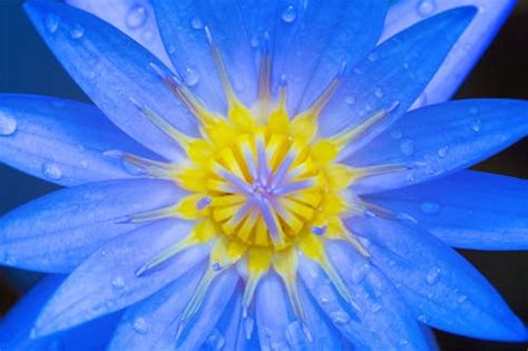 Blue Flower Photos, Download The BEST Free Blue Flower Stock Photos & HD Images