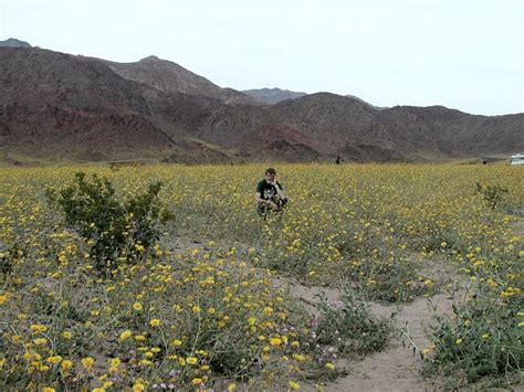 Death Valley - Flowers!