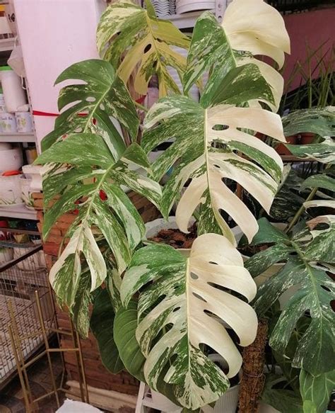 Variegated Monstera Care: Essential Tips for Thriving Plants