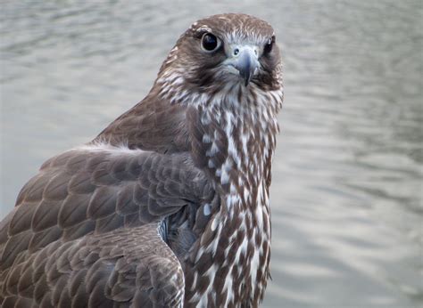 Gyrfalcon | The Raptor Center