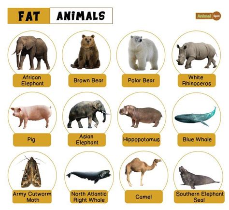 Fat Animals – Facts, List, Pictures